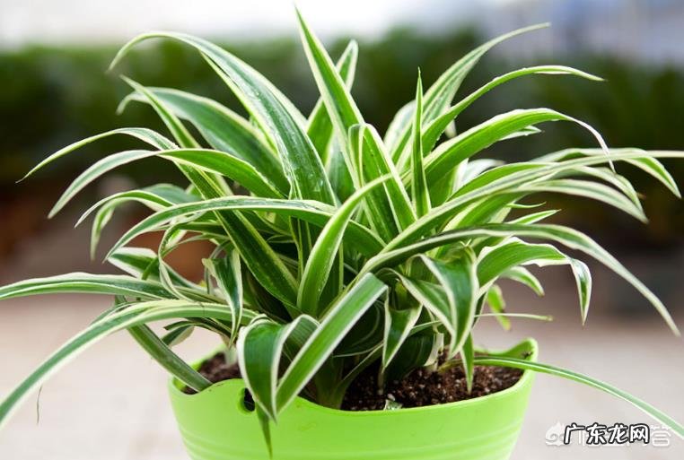 如何在冬季好好的保养绿植呢?