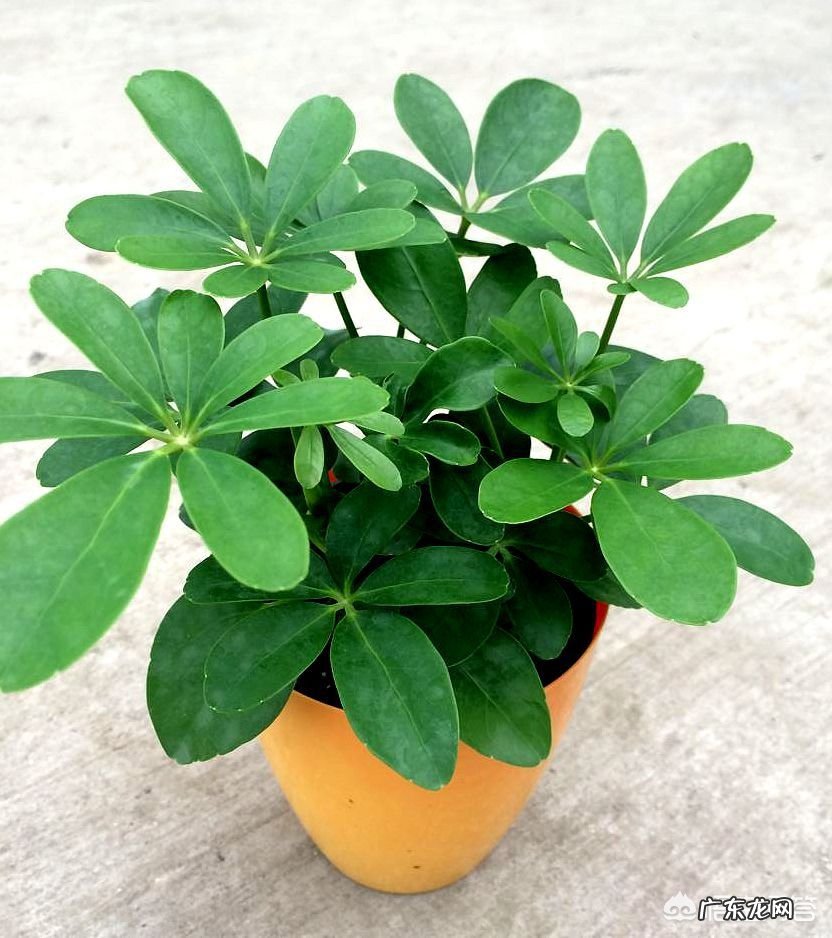 如何在冬季好好的保养绿植呢?