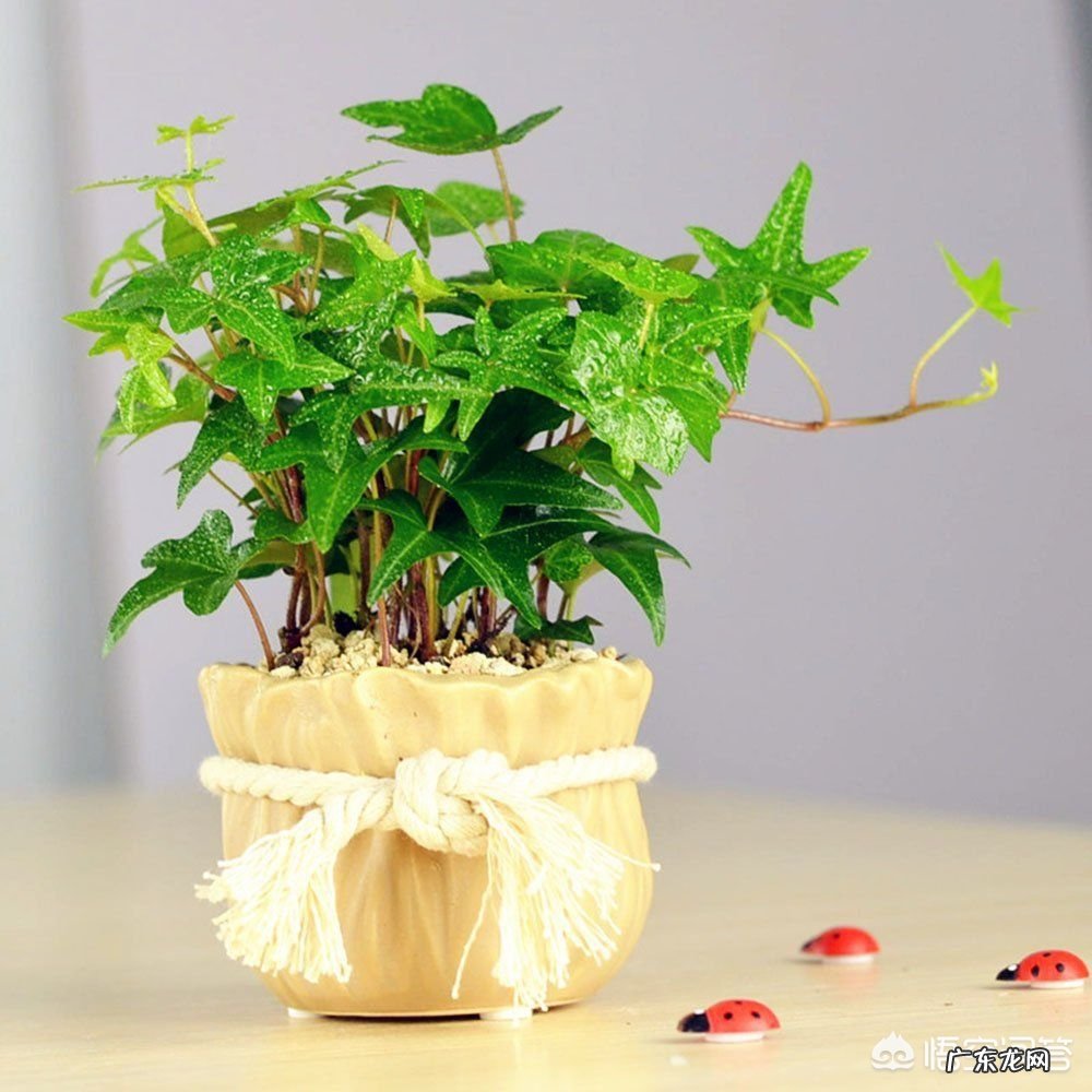 如何在冬季好好的保养绿植呢?