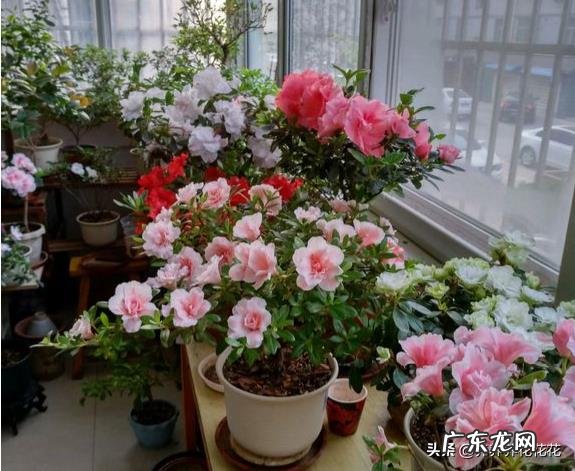 如何在冬季好好的保养绿植呢?