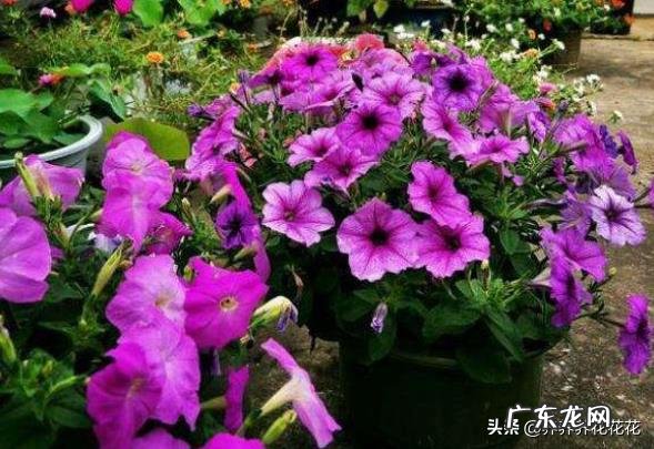 如何在冬季好好的保养绿植呢?