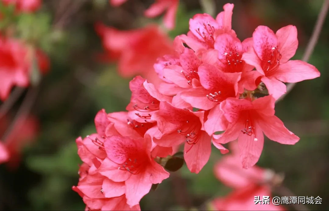 四川风水宝地 江西鹰潭风水宝地