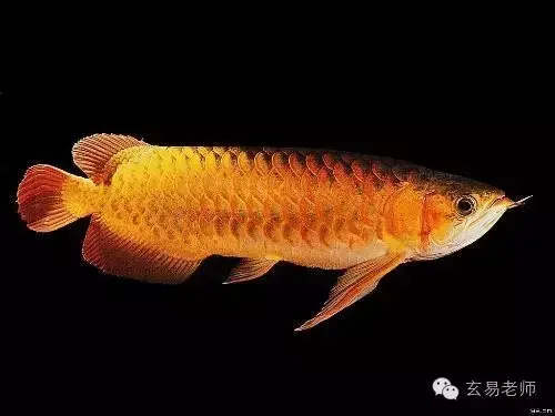 招财鱼为什么叫招财鱼 招财的风水鱼