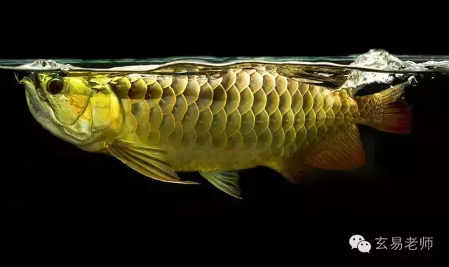 招财鱼为什么叫招财鱼 招财的风水鱼