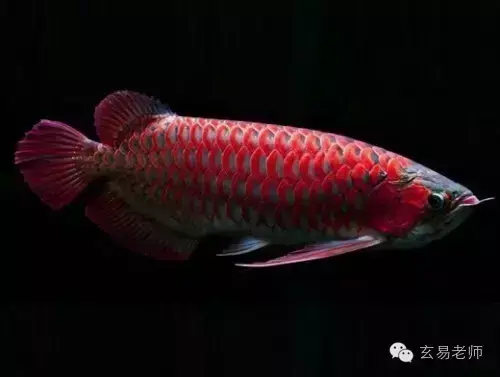 招财鱼为什么叫招财鱼 招财的风水鱼