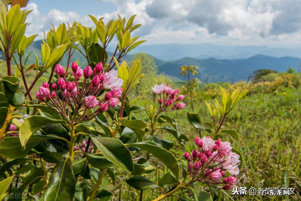 椿树的风水作用与功效