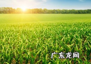 梦见玉米地很多长得好的玉米 孕妇梦见玉米地是什么意思