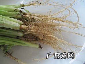 香菜根怎么种香菜 香菜根煮水喝有什么功效和作用
