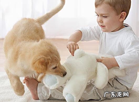 狗毛什么意思 狗毛对人体有什么危害