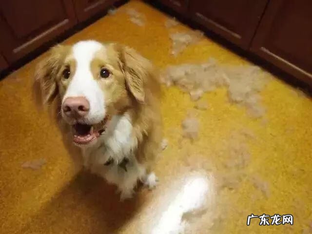 狗毛什么意思 狗毛对人体有什么危害