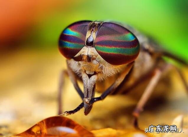 苍蝇最怕什么味道 苍蝇怕什么东西