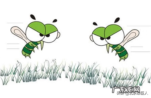 苍蝇最怕什么味道 苍蝇怕什么东西