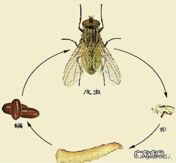 苍蝇最怕什么味道 苍蝇怕什么东西