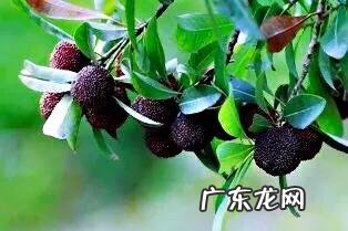 杨梅开花图片欣赏 杨梅的营养价值和作用