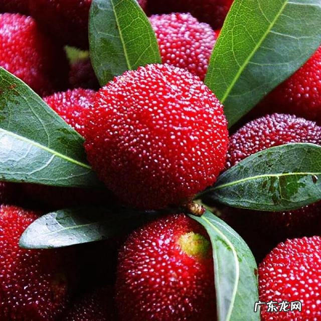 杨梅开花图片欣赏 杨梅的营养价值和作用