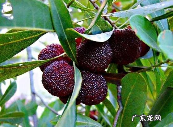 杨梅开花图片欣赏 杨梅的营养价值和作用