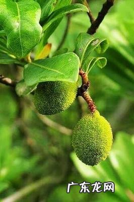 杨梅开花图片欣赏 杨梅的营养价值和作用