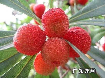 杨梅开花图片欣赏 杨梅的营养价值和作用