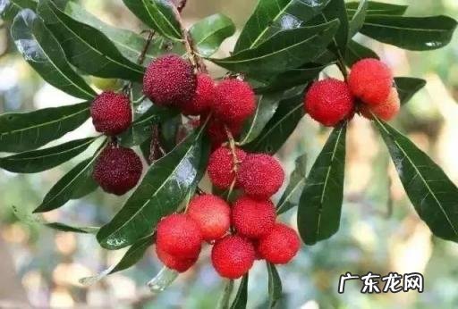 杨梅开花图片欣赏 杨梅的营养价值和作用