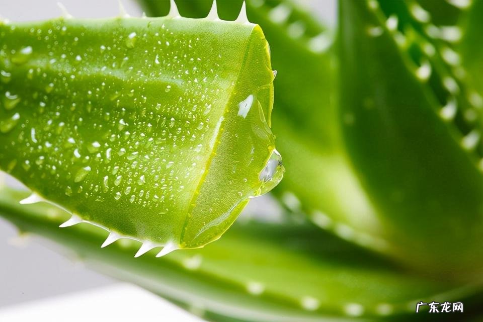 中国芦荟的功效和作用是什么 盆栽芦荟的好处