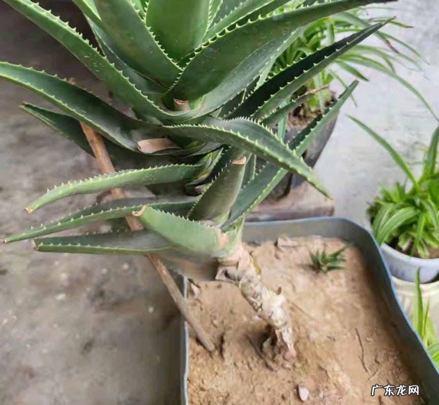 中国芦荟的功效和作用是什么 盆栽芦荟的好处