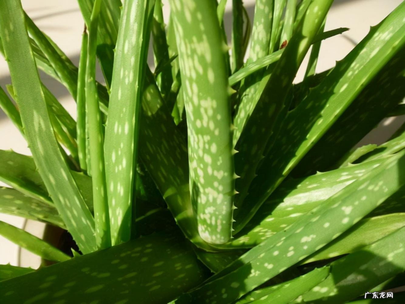 中国芦荟的功效和作用是什么 盆栽芦荟的好处