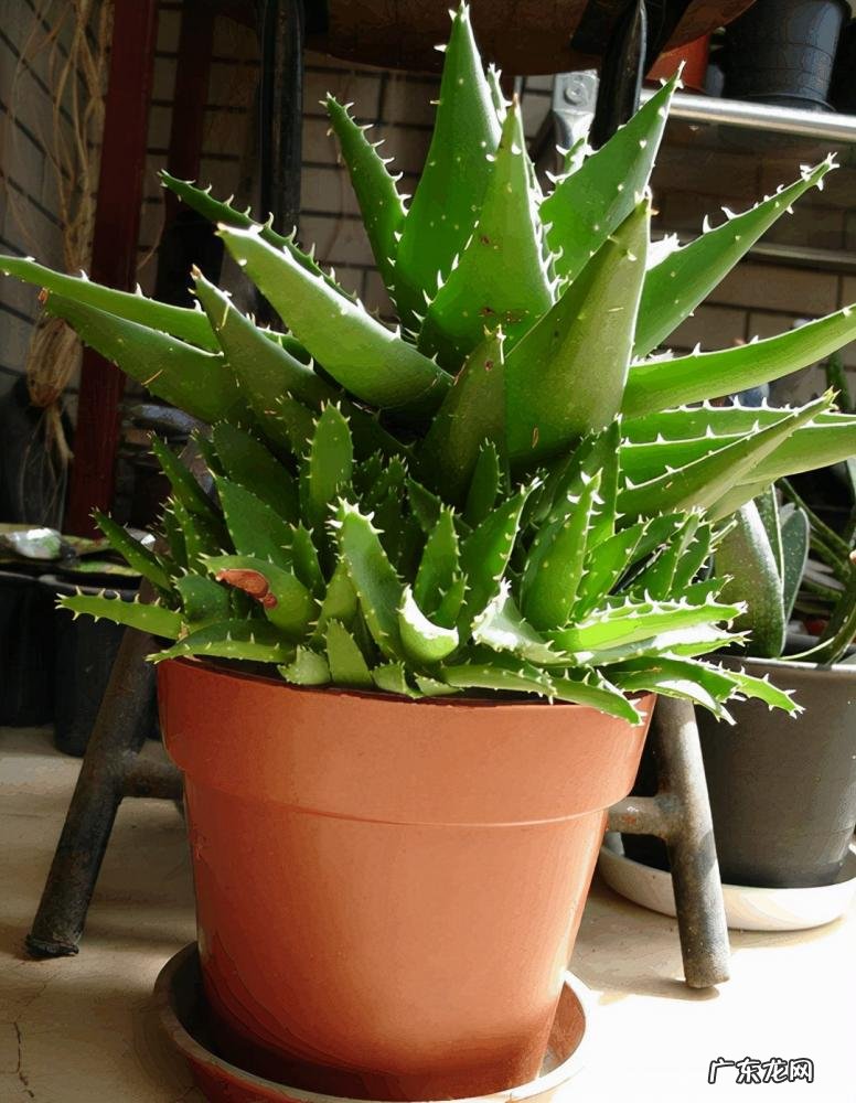 中国芦荟的功效和作用是什么 盆栽芦荟的好处