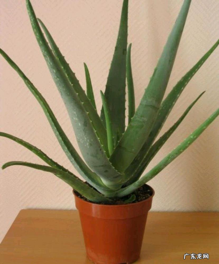 中国芦荟的功效和作用是什么 盆栽芦荟的好处