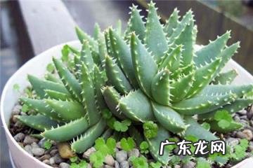 中国芦荟的功效和作用是什么 盆栽芦荟的好处