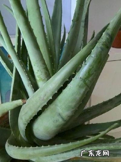中国芦荟的功效和作用是什么 盆栽芦荟的好处