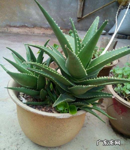 中国芦荟的功效和作用是什么 盆栽芦荟的好处