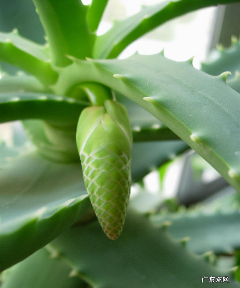 中国芦荟的功效和作用是什么 盆栽芦荟的好处