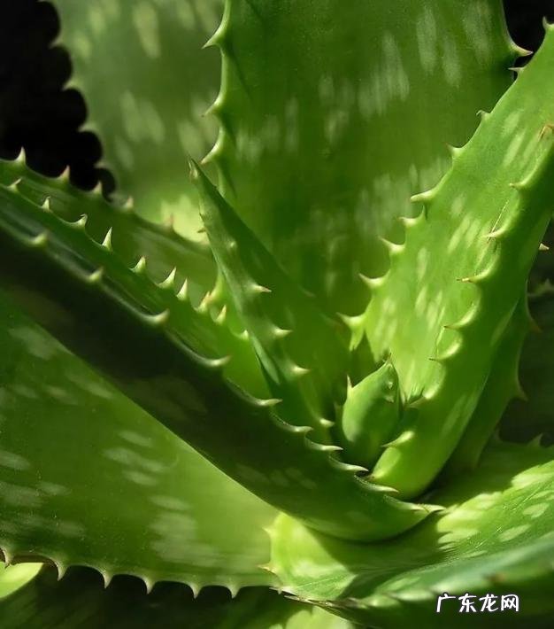 中国芦荟的功效和作用是什么 盆栽芦荟的好处