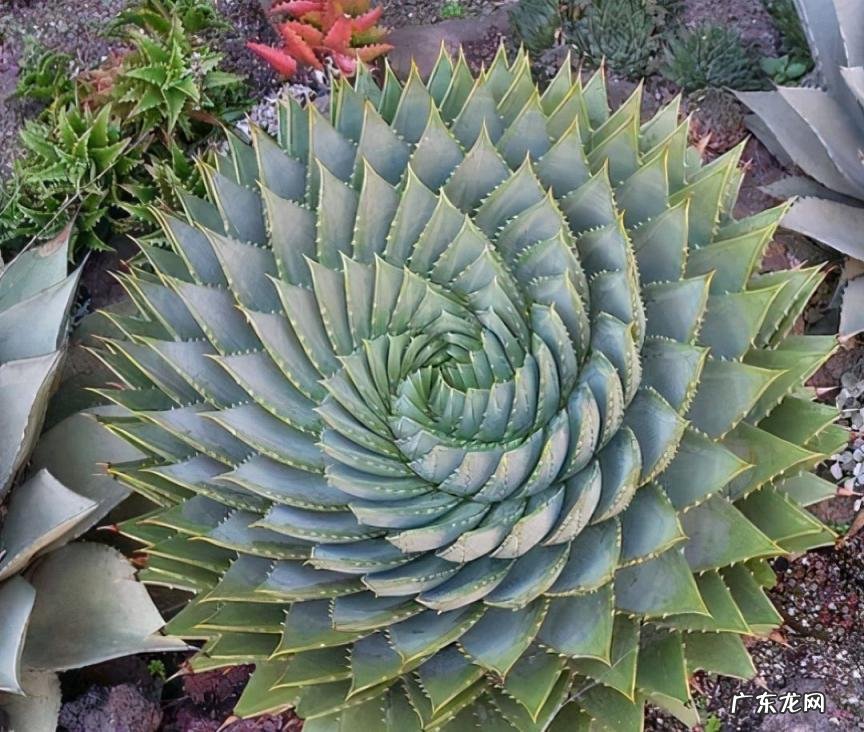 中国芦荟的功效和作用是什么 盆栽芦荟的好处