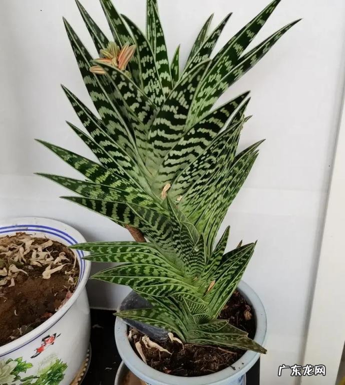 中国芦荟的功效和作用是什么 盆栽芦荟的好处