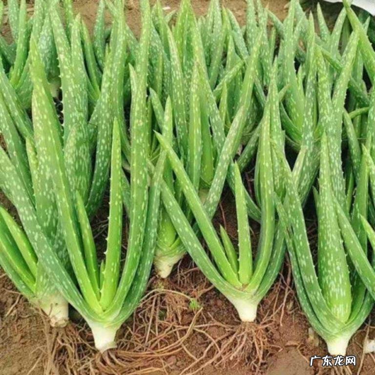 中国芦荟的功效和作用是什么 盆栽芦荟的好处