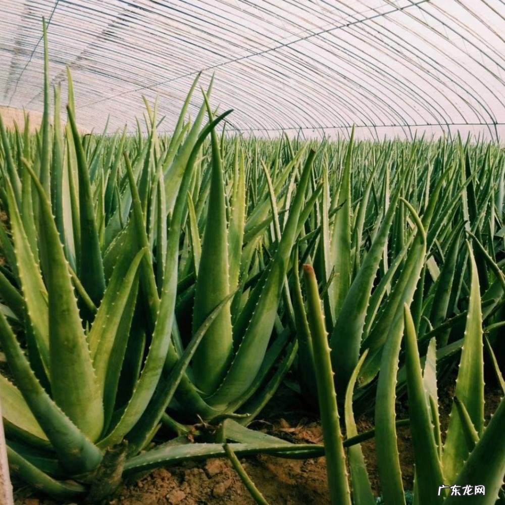 中国芦荟的功效和作用是什么 盆栽芦荟的好处