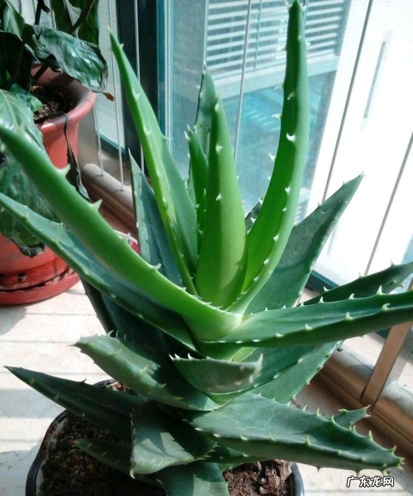 中国芦荟的功效和作用是什么 盆栽芦荟的好处