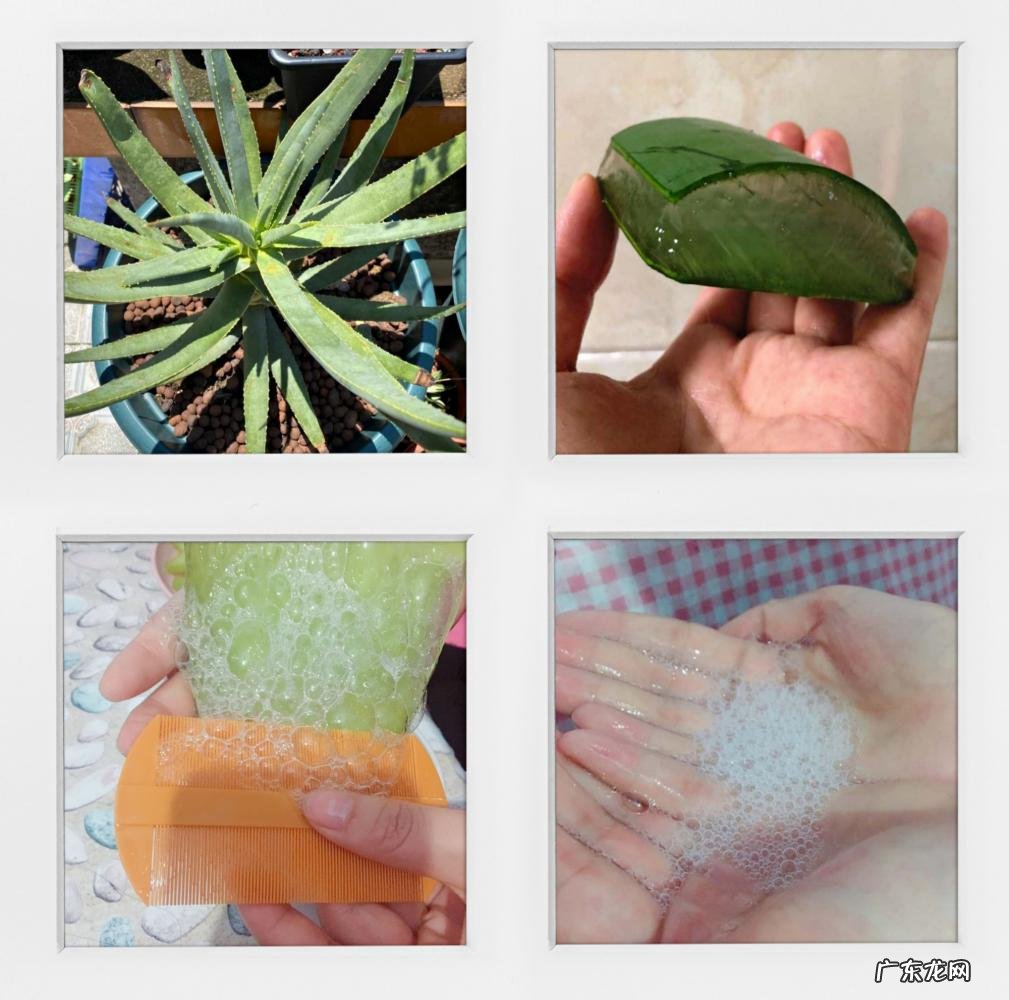 中国芦荟的功效和作用是什么 盆栽芦荟的好处