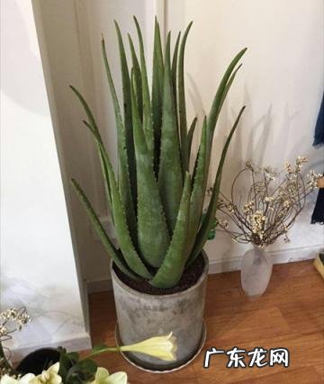 中国芦荟的功效和作用是什么 盆栽芦荟的好处