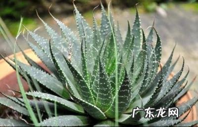 中国芦荟的功效和作用是什么 盆栽芦荟的好处