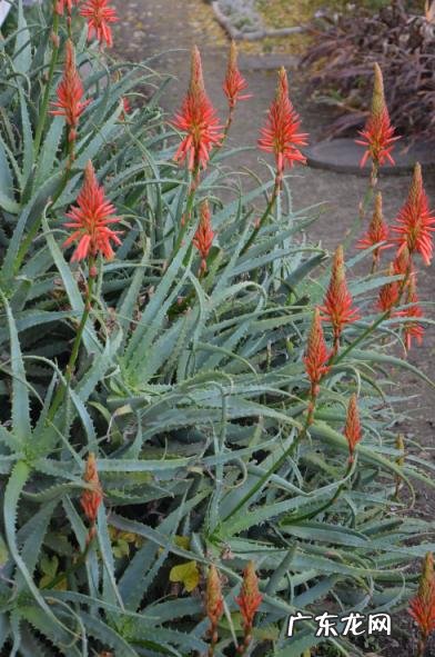 中国芦荟的功效和作用是什么 盆栽芦荟的好处