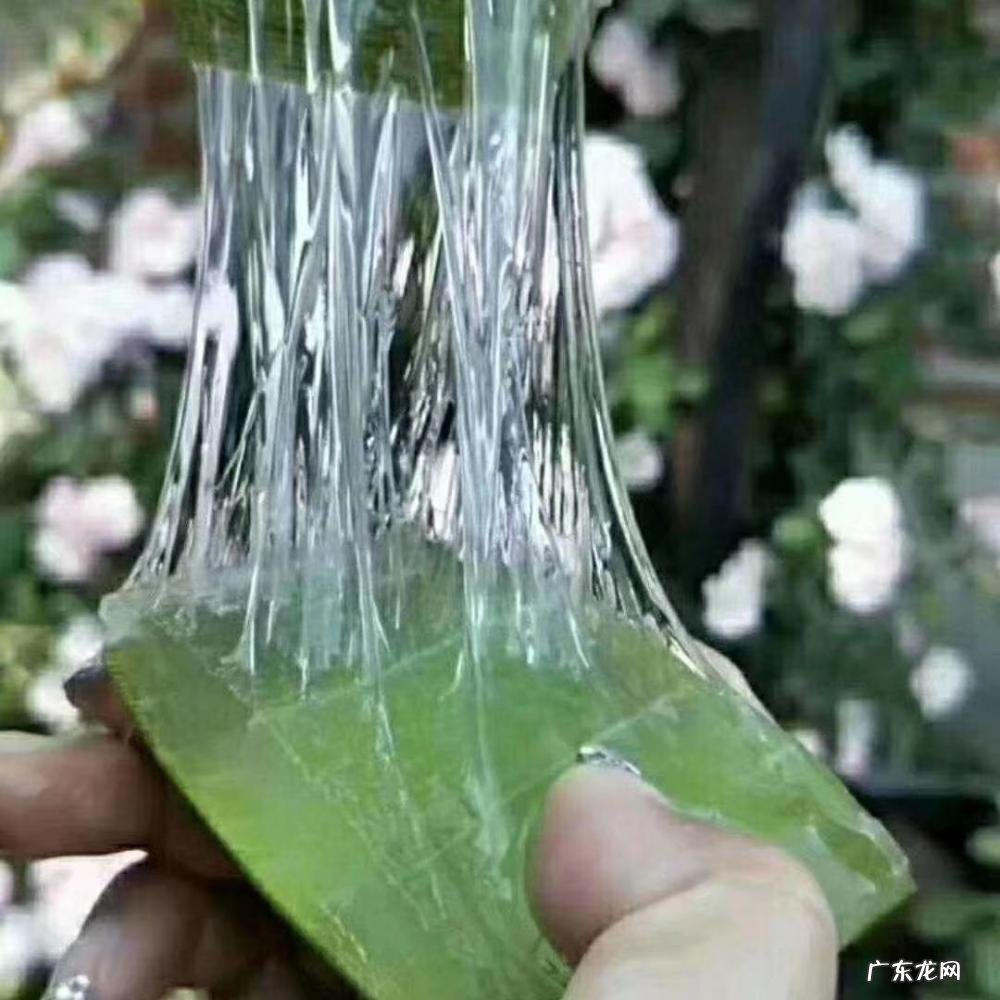 中国芦荟的功效和作用是什么 盆栽芦荟的好处