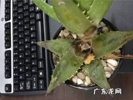 中国芦荟的功效和作用是什么 盆栽芦荟的好处