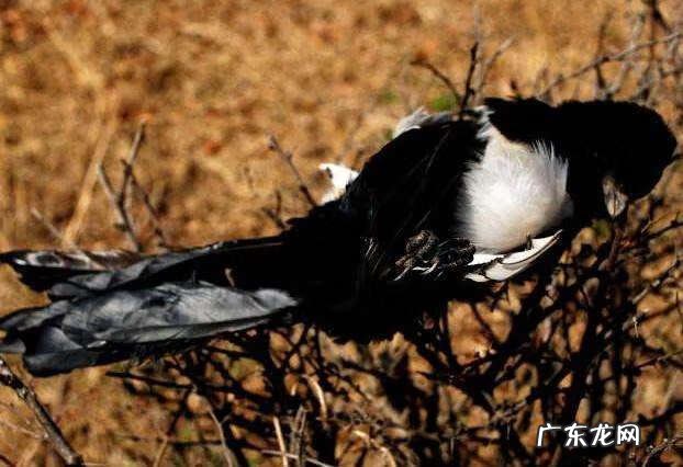 喜鹊养5年了放了能活吗 喜鹊死在门口什么预兆