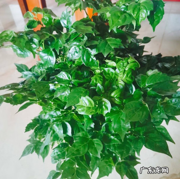 家里养什么树好 房子里养什么树比较好