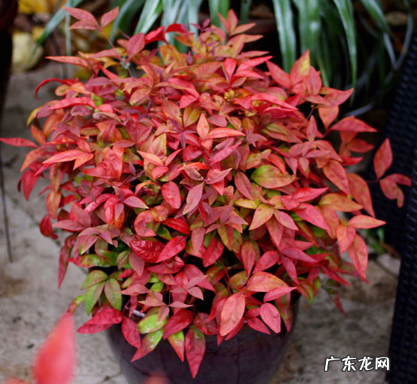 家里养什么树好 房子里养什么树比较好