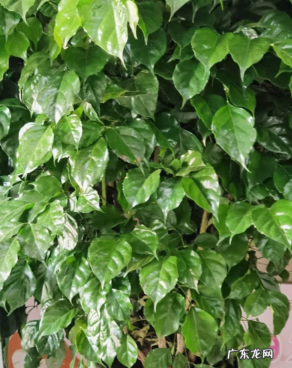 家里养什么树好 房子里养什么树比较好