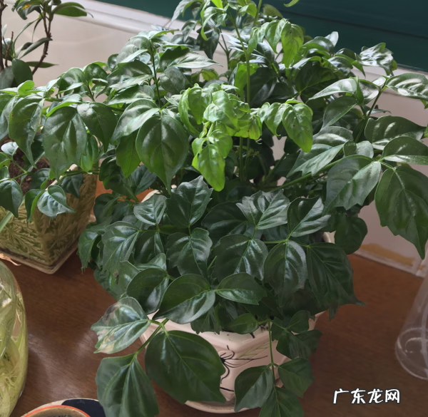 家里养什么树好 房子里养什么树比较好