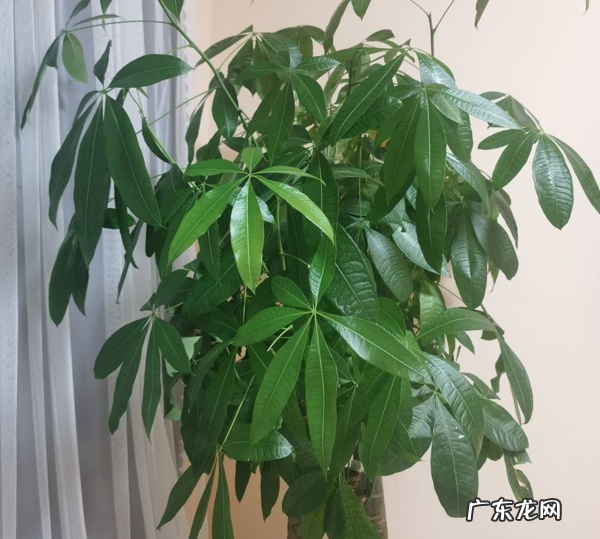 家里养什么树好 房子里养什么树比较好